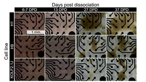 The microelectrode array with neural networks from different origins (cell line)