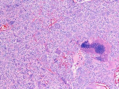 Low-Res_IJOSB_16_3_Picture1