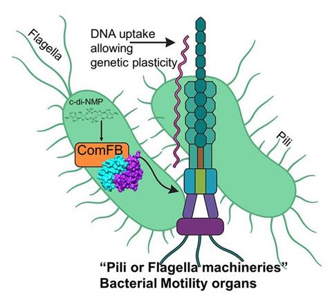 Low-Res_Press Release_PNAS