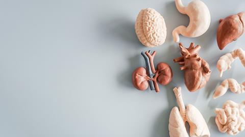 Mini,Internal,Organs,,Health,Insurance,,World,Organ,Donation,Day,,Wellness