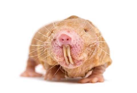 Front,View,Of,A,Naked,Mole-rat,,Hairless,Rat,,Isolated,On