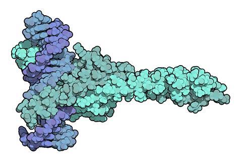 c-Myc and Max transcription