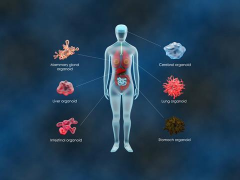 organoids
