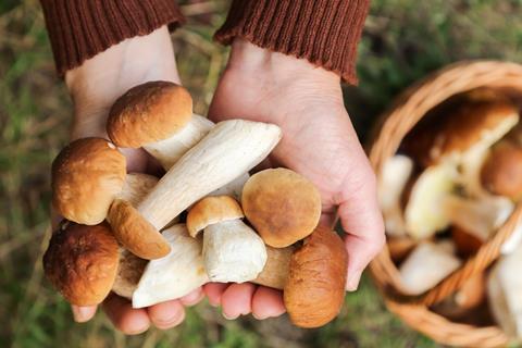 Edible,Mushrooms,In,Mushroom,Picker,Hand,Close,Up,,Macro,In