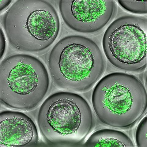 Low-Res_Liver organoid