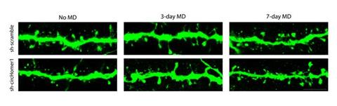 Low-Res_Fig4c-edited