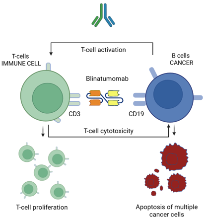 Hooke_Bio_graphics_3
