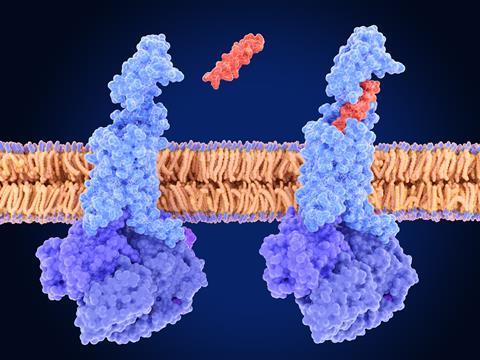 Scientific illustration showing tirzepatide, highlighted in red, binding to a blue GLP-1 receptor embedded in a cell membrane.