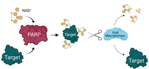 Low-Res_ADP-Ribosylation Overview MAR only
