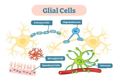 Neuroglia,,Also,Called,Glial,Cells,Are,Non-neuronal,Cells,That,Maintain