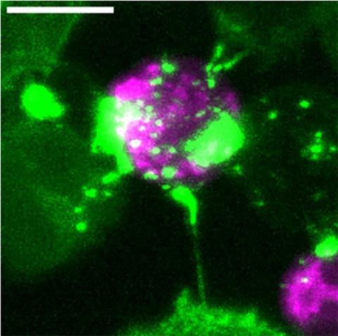 Low-Res_CAR-T-Cell