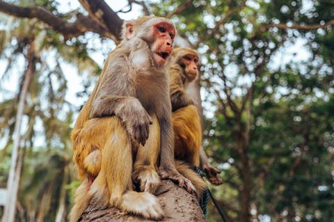 Two,Adult,Red,Face,Monkeys,Rhesus,Macaque,In,Tropical,Nature