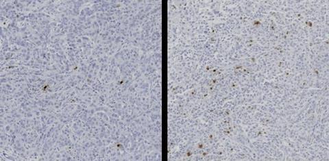 Low-Res_Histology_NoLabel