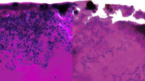 Low-Res_featured_histology