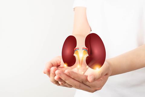 World,Kidney,Day.,Woman,Hands,Holding,Healthy,Kidney,Anatomy.,Kidney