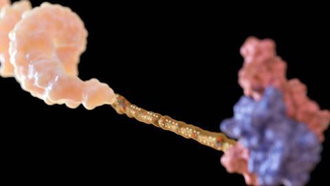 A,3d,Rendering,Of,Peptide-oligonucleotide,Conjugate,Or,Poc.,The,Molecule