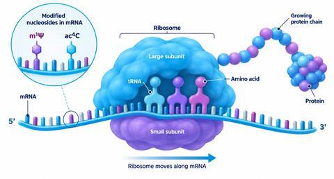 How ribosomes translate mRNA into protein-DTR