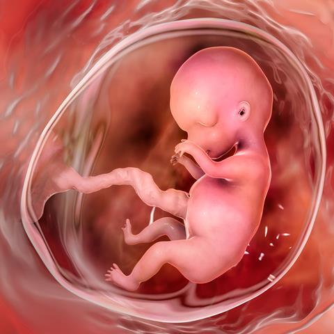 Human,Fetus,In,The,Uterus,,Scientifically,Accurate,3d,Illustration.,Early