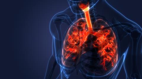 Human,Respiratory,System,Lungs,Anatomy.,3d
