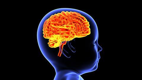 Human,Child,Body,Brain,Anatomy,And,Physiology,3d,Illustration