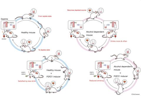 Low-Res_Alcoholic mice