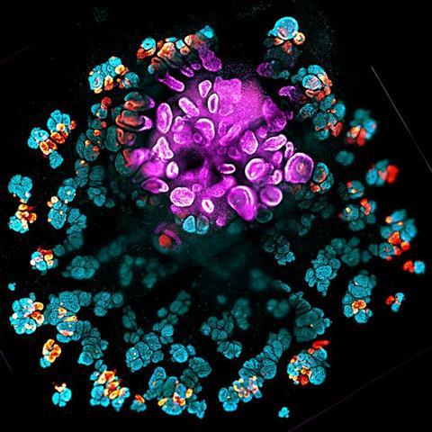 Low-Res_organizer organoid