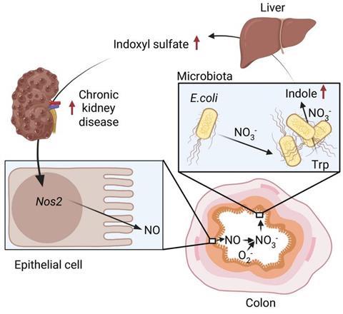 E. coli in the gut is charged by chronic kidney disease