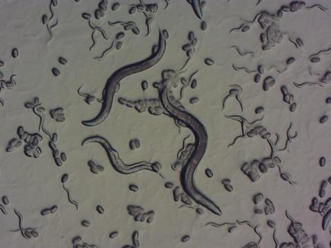 MagnitudeBiosciences-1