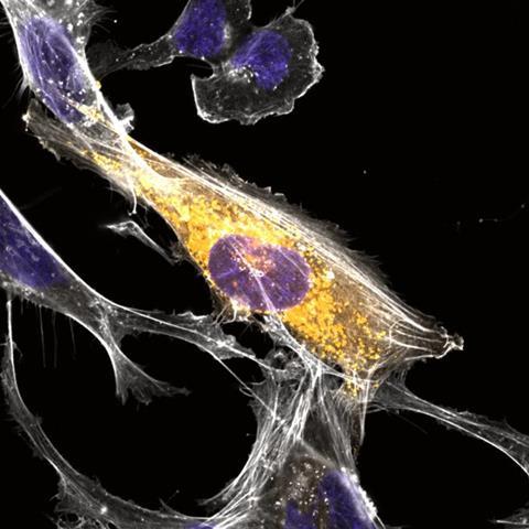 Low-Res_PR-Saghatelian-NatAging-microglia