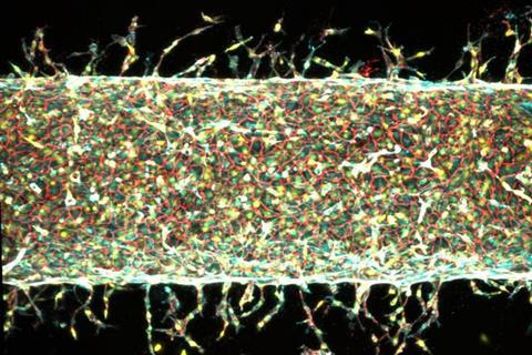 Low-Res_MIT_Building-Blood Vessels-01-press_0