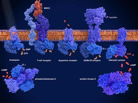 G-protein-coupled,Receptors,(gpcrs),From,Left,To,Right,,Rhodopsin,,T-cell,Receptor