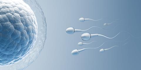 Sperm,Directed,Towards,The,Egg,Bubble,,Natural,Fertilization.3d,Illustration