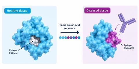 Diagram showing the same protein in healthy and diseased tissue, with a conformational change exposing a previously hidden epitope that can be targeted by an antibody.