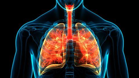 Human,Respiratory,System,Lungs,Anatomy.,3d