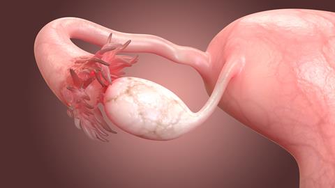 Female,Reproductive,System,Anatomy.,3d