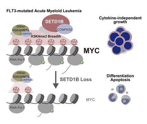 SETD1B_Figures_R2_20250426TH_SI_ver8