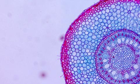 cell-organisation-image