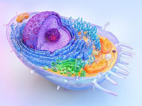 Anatomy,Of,A,Human,Cell:,Nucleus,,Cytoplasm,,Golgi,,Organelles,-