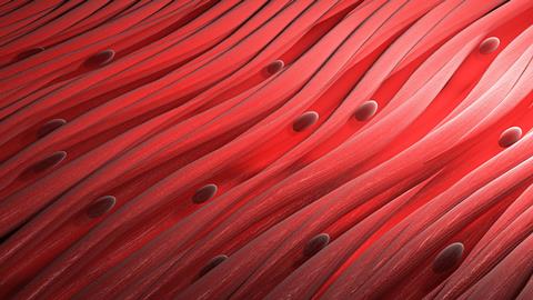 Smooth,Muscle,Cells,Tissue.,Close-up,3d,Render