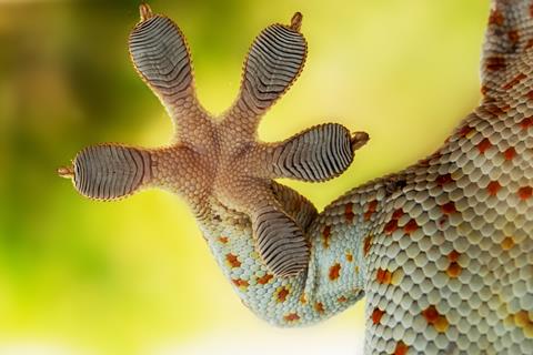 Gecko,Foot,?,Depicting,Specialized,Structures,Such,As,Scales,,Setae,