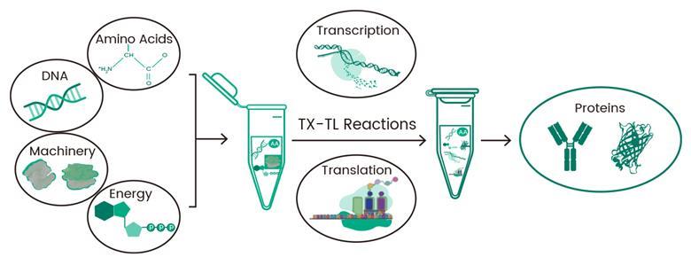 Htp Work Flow High-throughput expression platforms accelerate AI-driven antibody ...