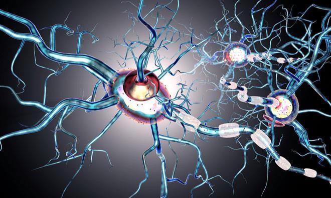 Determining the cellular architecture of multiple sclerosis lesions ...